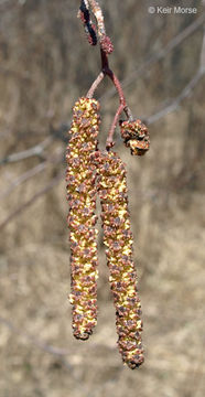 Alnus incana subsp. rugosa (Du Roi) R. T. Clausen的圖片