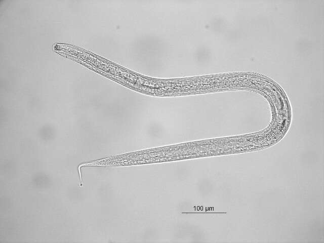 Слика од Trichotheristus