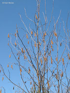 Image of Alnus incana subsp. rugosa (Du Roi) R. T. Clausen