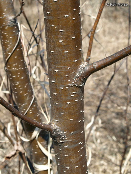 Image of speckled alder