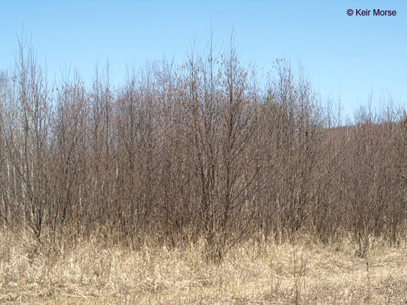 Image of speckled alder