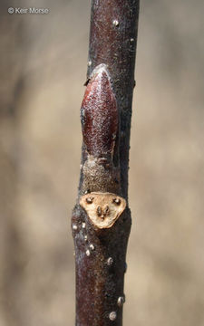 Image of speckled alder