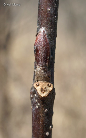 Imagem de Alnus incana subsp. rugosa (Du Roi) R. T. Clausen