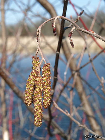 Alnus incana subsp. rugosa (Du Roi) R. T. Clausen的圖片