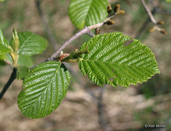 Image of speckled alder