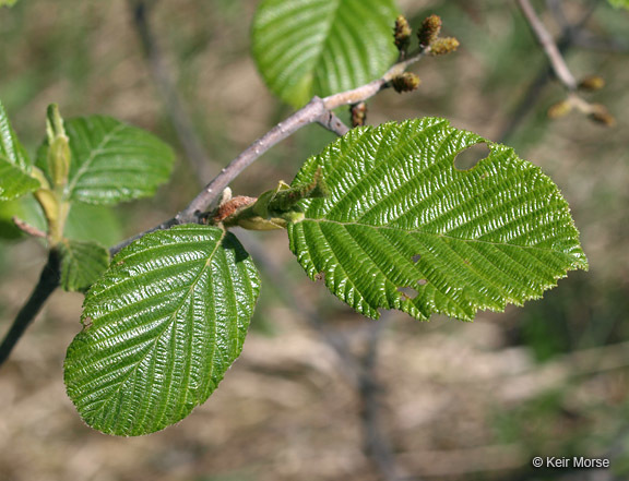 Image of Alnus incana subsp. rugosa (Du Roi) R. T. Clausen