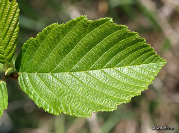 Image of speckled alder