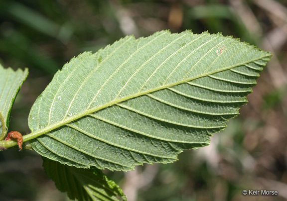 Image of speckled alder