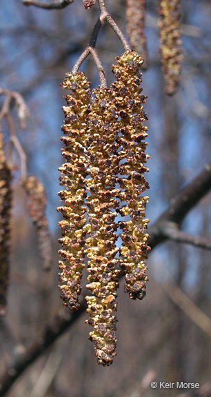 Image of speckled alder