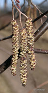 Image of speckled alder