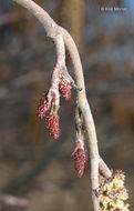 Imagem de Alnus incana subsp. rugosa (Du Roi) R. T. Clausen