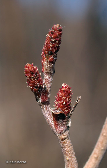 Imagem de Alnus incana subsp. rugosa (Du Roi) R. T. Clausen