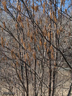 Image of Alnus incana subsp. rugosa (Du Roi) R. T. Clausen