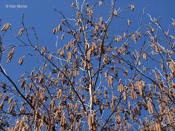 Image of Alnus incana subsp. rugosa (Du Roi) R. T. Clausen