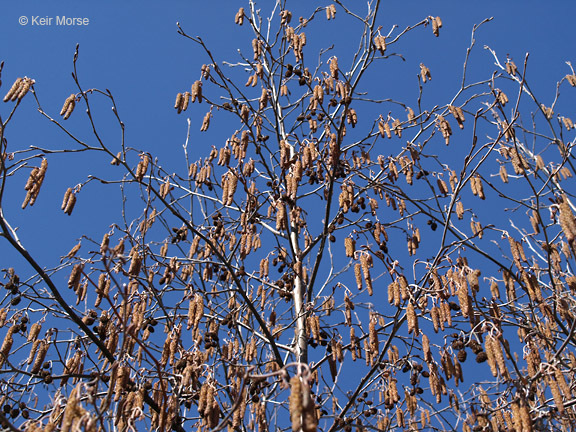 Image of speckled alder