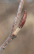 Image of speckled alder