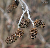 Imagem de Alnus incana subsp. rugosa (Du Roi) R. T. Clausen