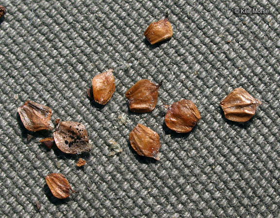 Image of speckled alder