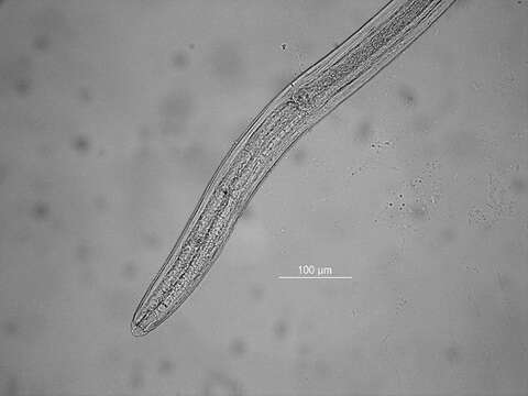 Слика од Trichotheristus