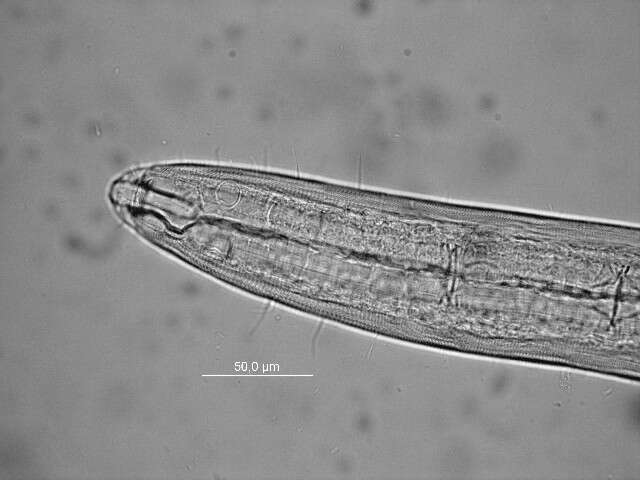 Слика од Trichotheristus