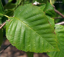 Image of <i>Betula <i>alleghaniensis</i></i> var. alleghaniensis