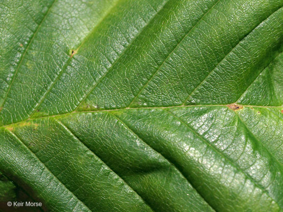 Image of <i>Betula <i>alleghaniensis</i></i> var. alleghaniensis