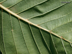 Image of <i>Betula <i>alleghaniensis</i></i> var. alleghaniensis