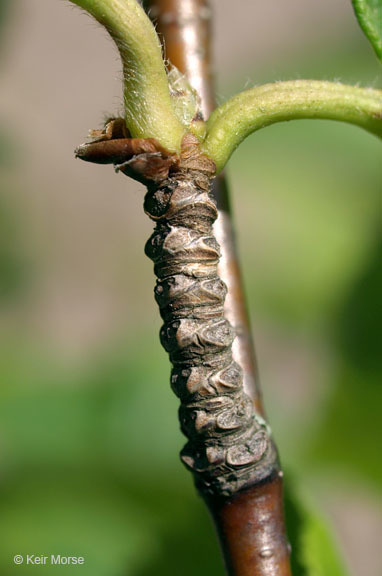 Image of <i>Betula <i>alleghaniensis</i></i> var. alleghaniensis