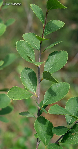 Image of bog birch