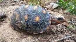 Image of tortoises