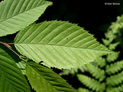 Image de Carpinus caroliniana subsp. virginiana (Marshall) Furlow