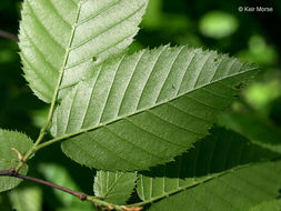 Image de Carpinus caroliniana subsp. virginiana (Marshall) Furlow