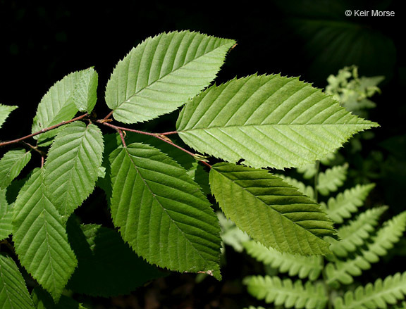 Слика од Carpinus caroliniana subsp. virginiana (Marshall) Furlow