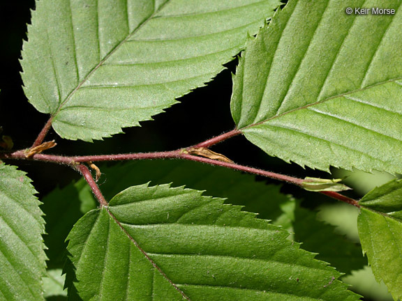 Слика од Carpinus caroliniana subsp. virginiana (Marshall) Furlow