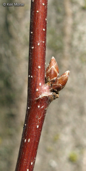 Image of American hornbeam