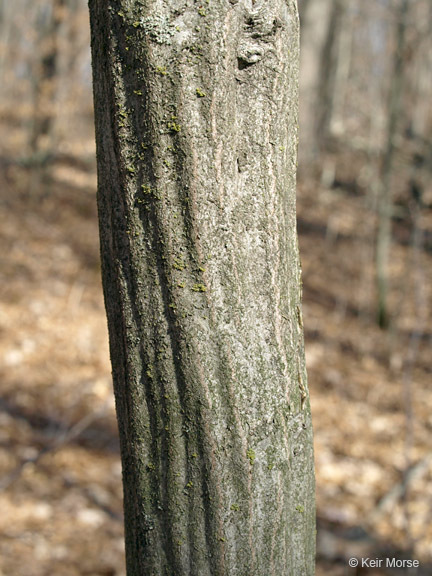 Image of American hornbeam