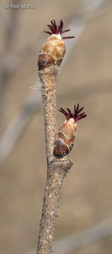 Image of American Hazel