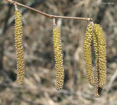 Image of American Hazel