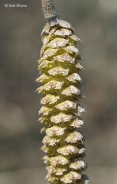 Image of American Hazel