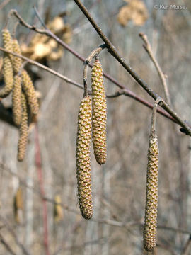 Image of American Hazel