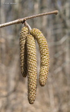 Image of American Hazel