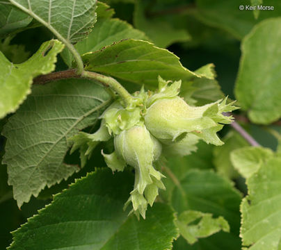 Image of American Hazel