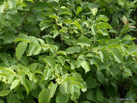 Image of American Hazel