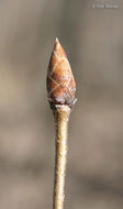 Image of eastern hophornbeam