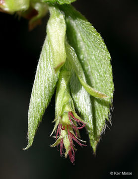 Image of eastern hophornbeam