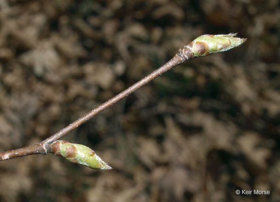 Imagem de Ostrya virginiana (Mill.) K. Koch