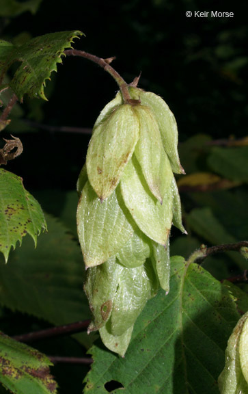 Image of eastern hophornbeam