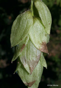 Image of eastern hophornbeam