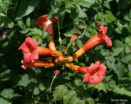 Image of trumpet creeper