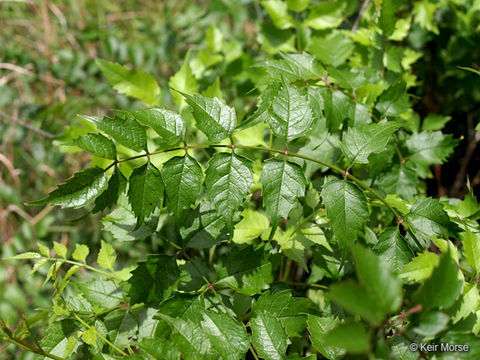 Image of trumpet creeper